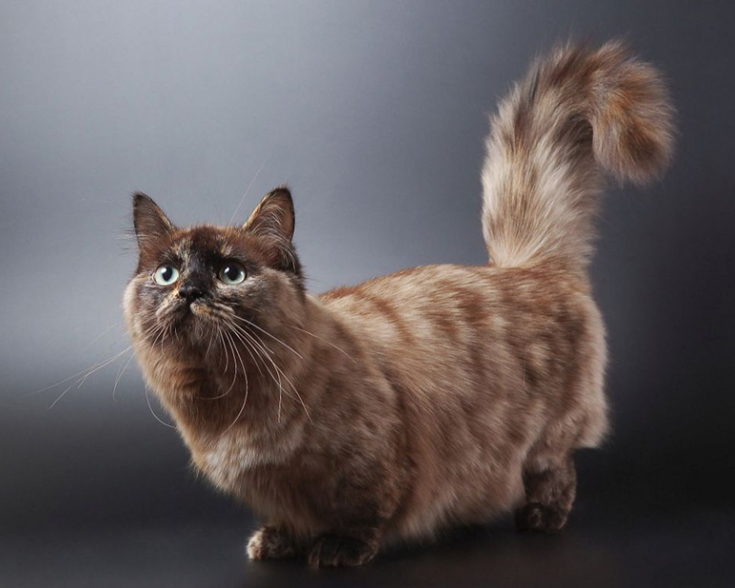 Большой котик